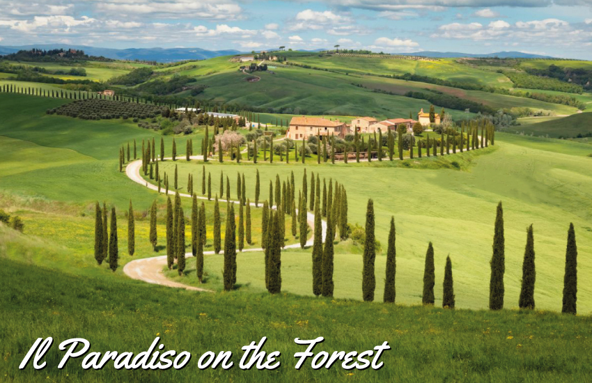 Paradiso on the forest